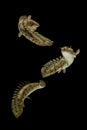 Polypterus endlicheri or Bichir fish