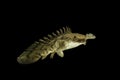 Polypterus endlicheri or Bichir fish