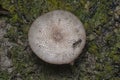 Polyrhachis ant crawling the wild mushroom cap Royalty Free Stock Photo