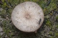 Polyrhachis ant crawling the wild mushroom cap Royalty Free Stock Photo