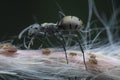 Polyrhachis dives ants feeding over the aphids Royalty Free Stock Photo