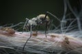 Polyrhachis dives ants feeding over the aphids Royalty Free Stock Photo