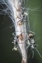 Polyrhachis dives ants feeding over the aphids Royalty Free Stock Photo