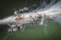 Polyrhachis dives ants feeding over the aphids Royalty Free Stock Photo