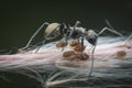 Polyrhachis dives ants feeding over the aphids Royalty Free Stock Photo