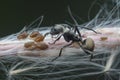 Polyrhachis dives ants feeding over the aphids Royalty Free Stock Photo