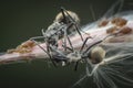 Polyrhachis dives ants feeding over the aphids Royalty Free Stock Photo