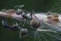 Polyrhachis dives ants feeding over the aphids Royalty Free Stock Photo