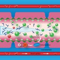 Polysaccharides in the intestine Royalty Free Stock Photo