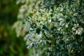 Polyscias Guilfoylei of Perennial plant with green leaf in garden