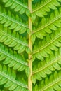 Polystichum Fern - Leaf Close-up Royalty Free Stock Photo