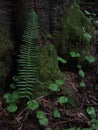 Polystichum munitum pacific sword fern Royalty Free Stock Photo