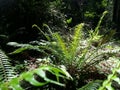 Polystichum munitum