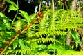 Polystichum polyblepharum fern Royalty Free Stock Photo