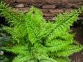 Polystichum setiferum, an evergreen soft protective fern with small leaves all over the stem Royalty Free Stock Photo