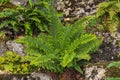 Polystichum Fern Royalty Free Stock Photo