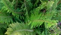 Polystichum setiferum `Proliferum` fern in botany in Poland Royalty Free Stock Photo