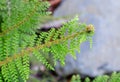 Polystichum setiferum `Proliferum` fern in botany in Poland Royalty Free Stock Photo