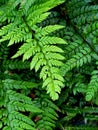 Polystichum tsus-simense, commonly known as the Korean rock fern Royalty Free Stock Photo