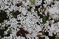 Small white balls of styrofoam on grass with twigs and leaves