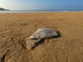 Abandoned plastic polythene bag on the beach. Royalty Free Stock Photo