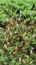 PolytrichaceaeÂ is a common family of mosses