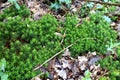 Polytrichastrum formosum, commonly known as the bank haircap moss