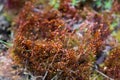 Polytrichum commune, common haircap moss closeup selective focus Royalty Free Stock Photo