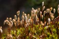 Polytrichum - haircap moss Royalty Free Stock Photo