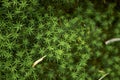 Polytrichum juniperinum close up Royalty Free Stock Photo