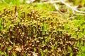 Polytrichum juniperinum, commonly known as juniper haircap or juniper polytrichum moss. Royalty Free Stock Photo