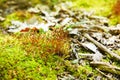 Polytrichum juniperinum, commonly known as juniper haircap or juniper polytrichum moss. Royalty Free Stock Photo