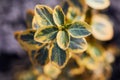 Polytrichum juniperinum, commonly known as juniper haircap or juniper polytrichum moss. Royalty Free Stock Photo