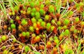 Polytrichum Juniperinum evergreen Royalty Free Stock Photo