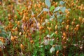 Polytrichum moss or cuckoo`s flax, a male plant