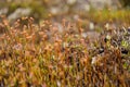 Polytrihum ordinary. Brown moss like a carpet on the ground under feet in the forest. Kukushkin flax in macro