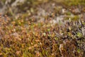 Polytrihum ordinary. Brown moss like a carpet on the ground under feet in the forest. Kukushkin flax in macro