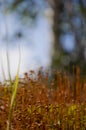 Polytrihum ordinary. Brown moss like a carpet on the ground under feet in the forest. Kukushkin flax in macro