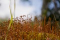 Polytrihum ordinary. Brown moss like a carpet on the ground under feet in the forest. Kukushkin flax in macro