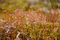 Polytrihum ordinary. Brown moss like a carpet on the ground under feet in the forest. Kukushkin flax in macro