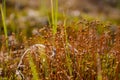 Polytrihum ordinary. Brown moss like a carpet on the ground under feet in the forest. Kukushkin flax in macro