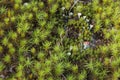 Polytrihum ordinary. Green moss like a carpet on the ground under feet in the forest. Kukushkin flax in macro