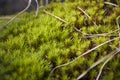 Polytrihum ordinary. Green moss like a carpet on the ground under feet in the forest. Kukushkin flax in macro