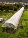 Polytunnel Greenhouse Vegetable Growing Royalty Free Stock Photo