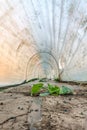 Polytunnel wilted plant Royalty Free Stock Photo