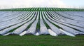 Polytunnels cloches on farm