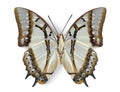 Polyura eudamippus (underside) Royalty Free Stock Photo