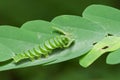 Polyura hebe plautus caterpillar Royalty Free Stock Photo
