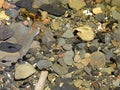 Pollywog Tadpoles just hatched in lakeshore creek