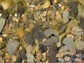 Pollywog Tadpoles in FLX lakeshore creek water underwater